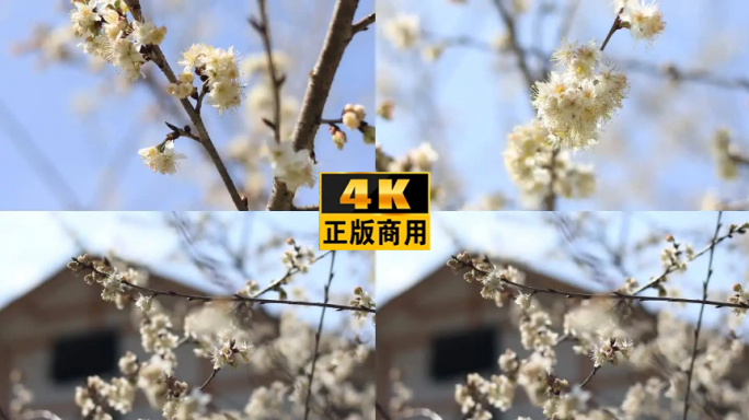 樱花乡村樱花春天4K