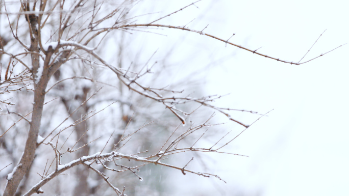 下雪行人车辆高速慢镜头