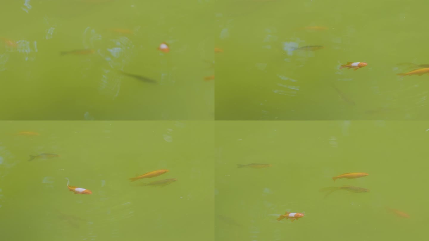 池塘 鲤鱼
