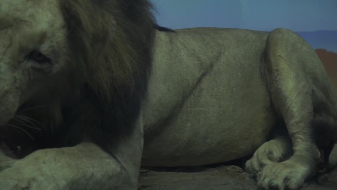 镜头合集狮子捕猎进食非洲大草原标本