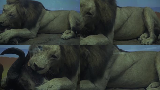 镜头合集狮子捕猎进食非洲大草原标本