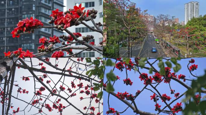 木棉花特写航拍合集