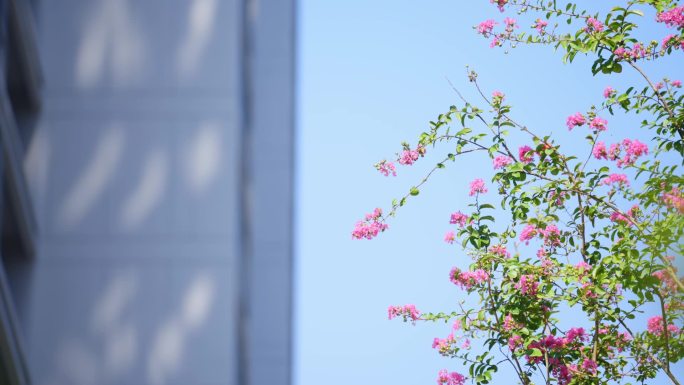 植物 阳光 花 唯美 清新 光影 特写