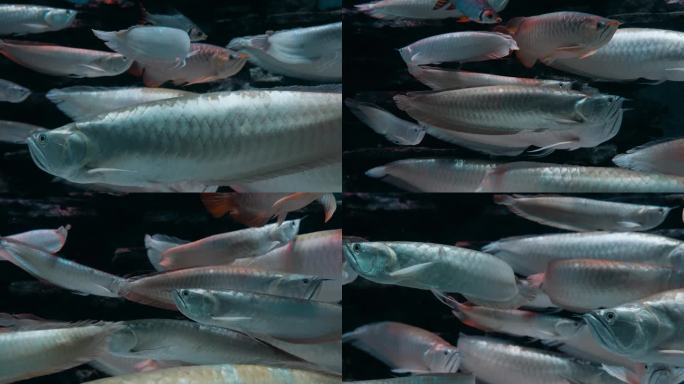观赏鱼金龙鱼高端鱼宠物鱼