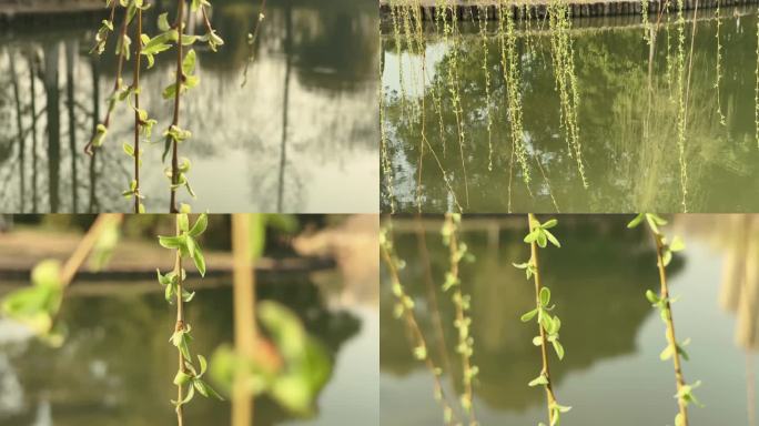 2柳条特写嫩芽柳条嫩芽柳枝风吹柳枝摆动的