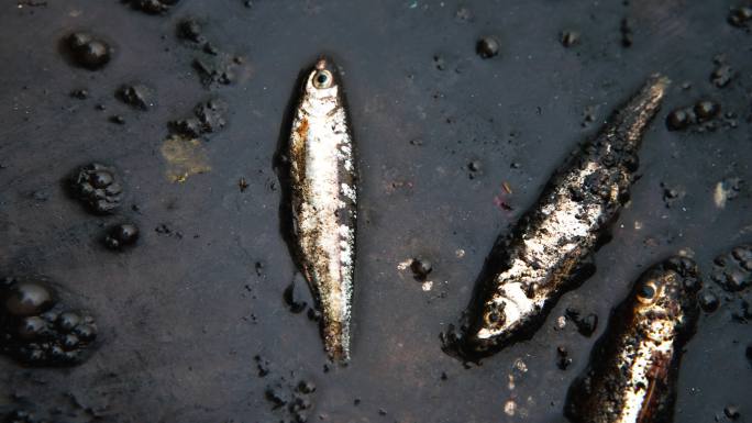 死鱼水污染奄奄一息鱼特写镜头环境保护概念