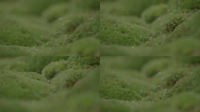 微观拍摄苔藓