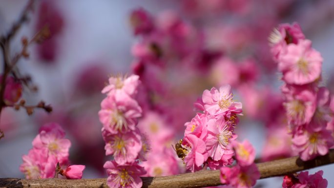 桃花 梅花 蜜蜂