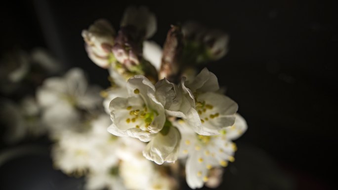 樱桃花开