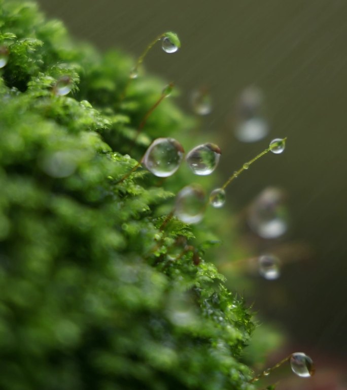 苔藓雨滴