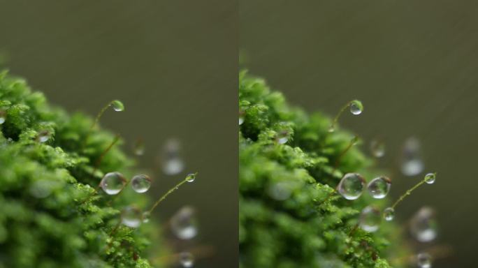 苔藓雨滴