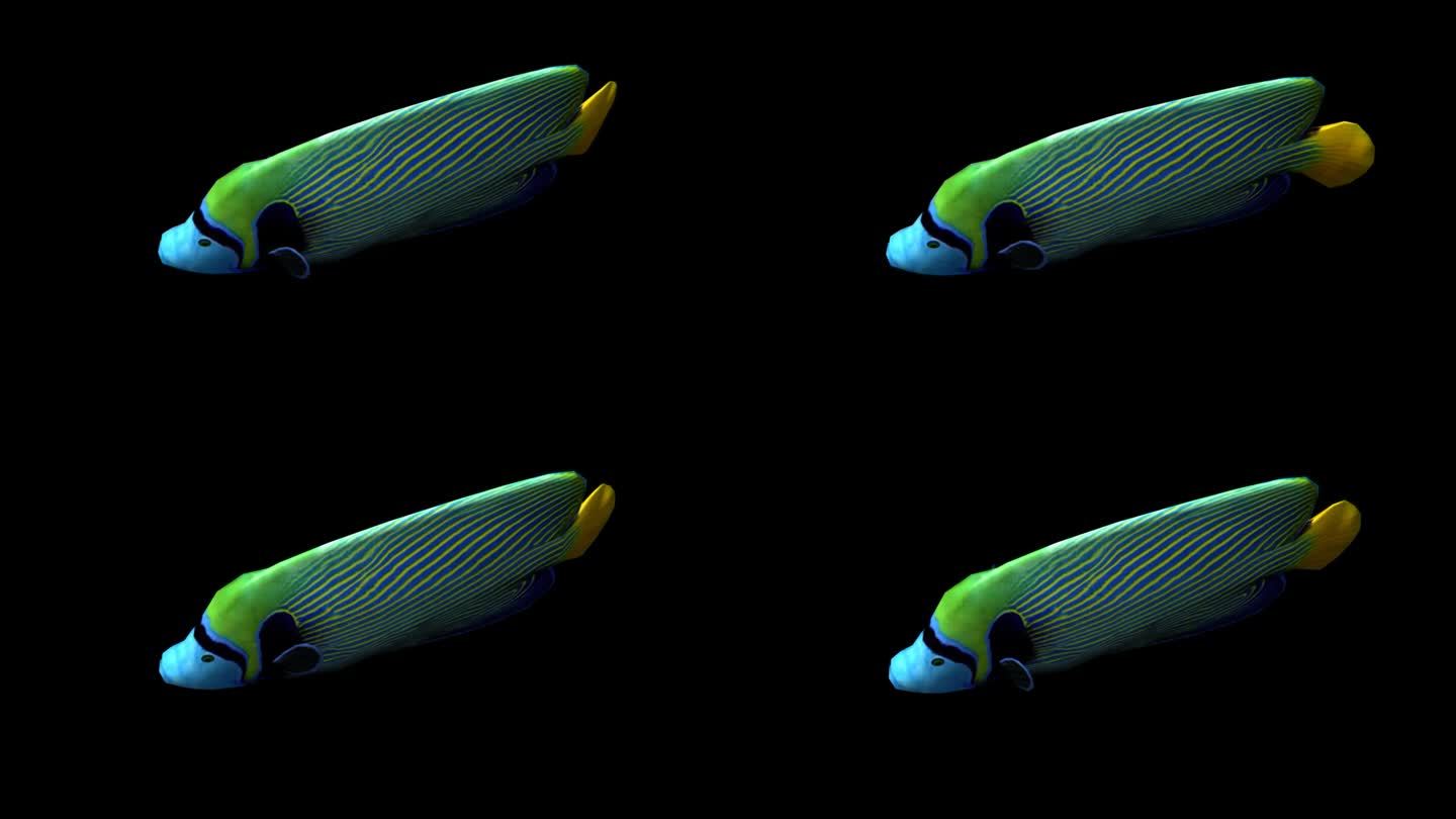 真实鱼深海鱼游泳动作带通道三维动画卡通