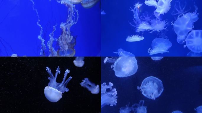 水族馆水母