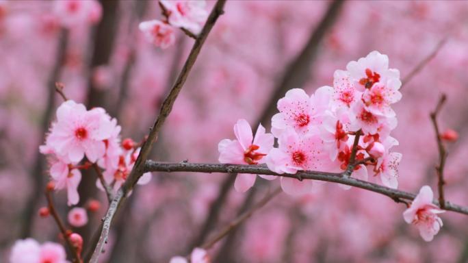 4K梅花开了盛开特写春天高清榆叶梅树开花