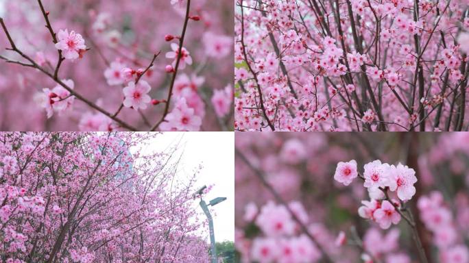 4K梅花开了盛开特写春天高清榆叶梅树开花