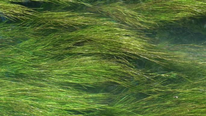 水草在水面飘动升格视频素材