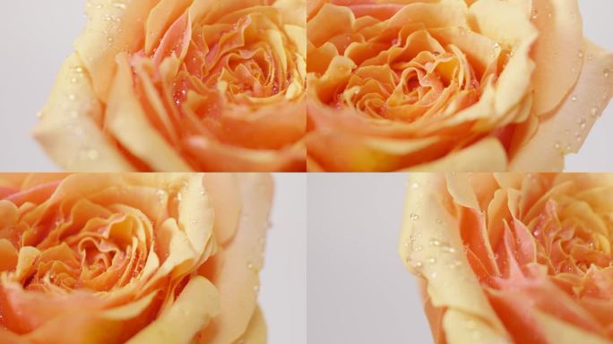 玫瑰水珠精华成分旁边可出字幕护肤品素材