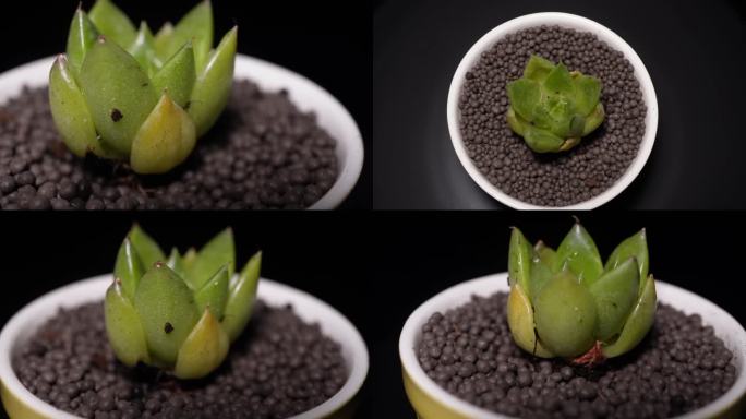 镜头合集石英多肉植物盆栽绿植(1)