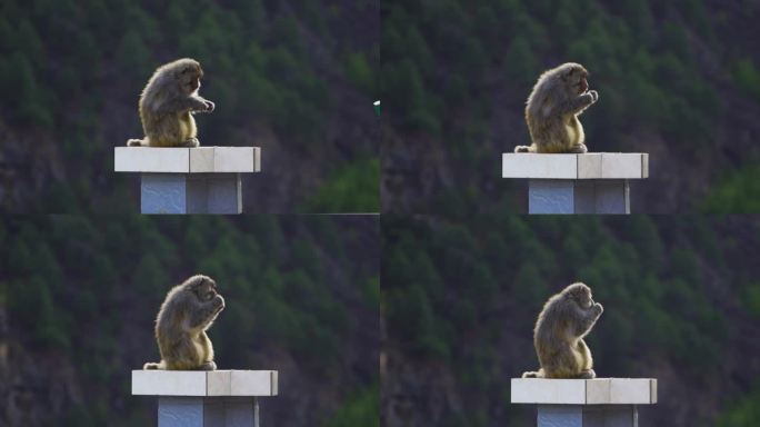 猴子与人接触 猴子与人相处 猴子 猕猴
