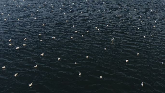 海鸥在海面逆光俯冲向前