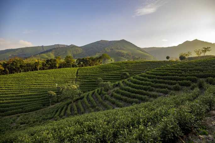 白茶茶山 茶山 茶叶 航拍茶山 茶园