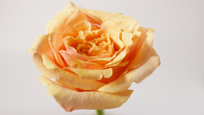 实拍鲜花玫瑰 橙色黄色 假日公主