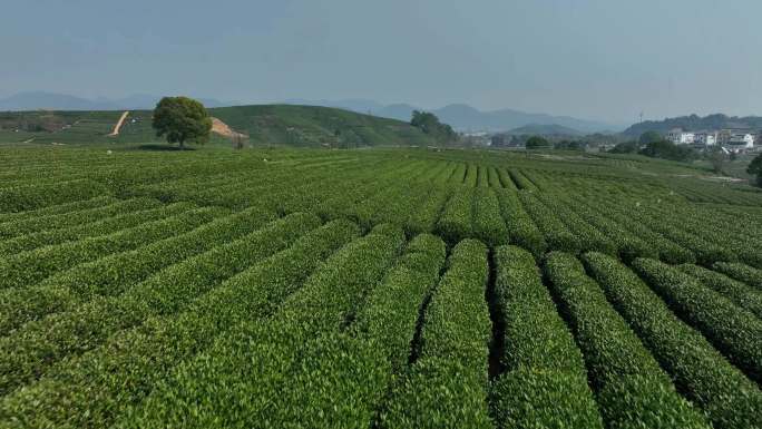 4k航拍西湖龙坞茶园