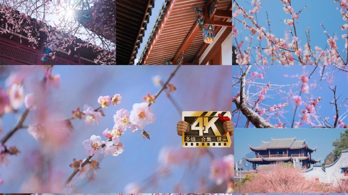 春分梅花立春立春古寺梅花特写春色春天春分