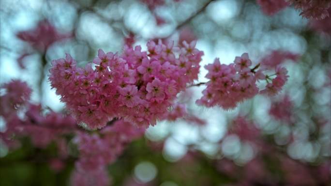 8K重庆南山植物园樱花