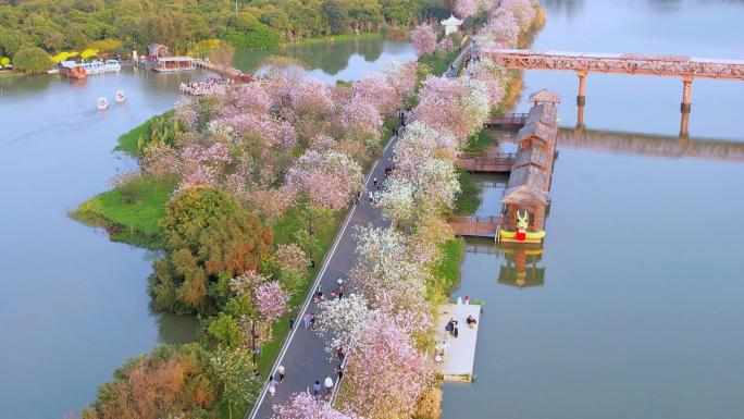 宫粉紫荆花，广州海珠湿地风光