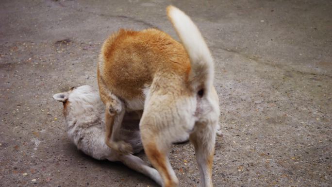 中华田园犬