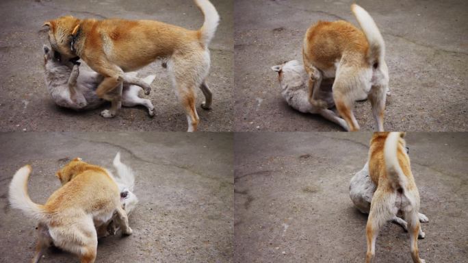 中华田园犬