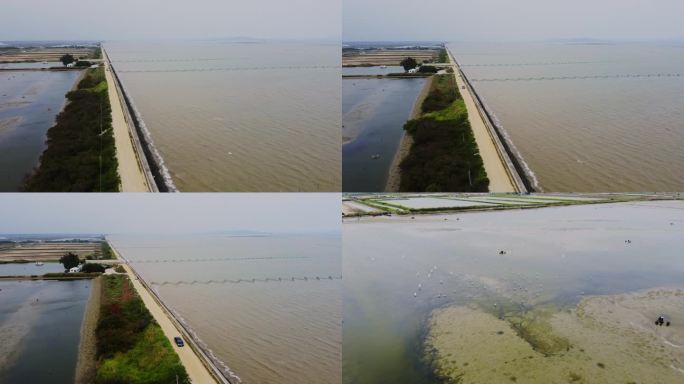 汕头澄海溪南海边海堤坝 滩涂湿地白鹭鱼塘