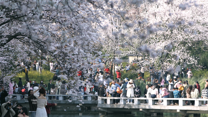 公园休闲生活游玩赏樱花