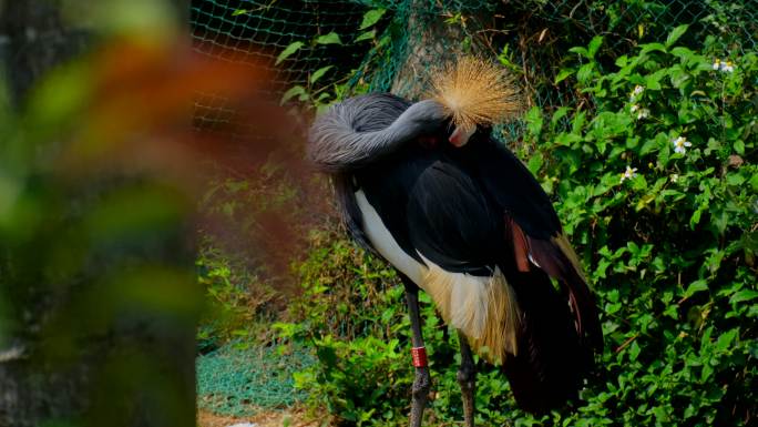 灰冠鹤 非洲冠鹤