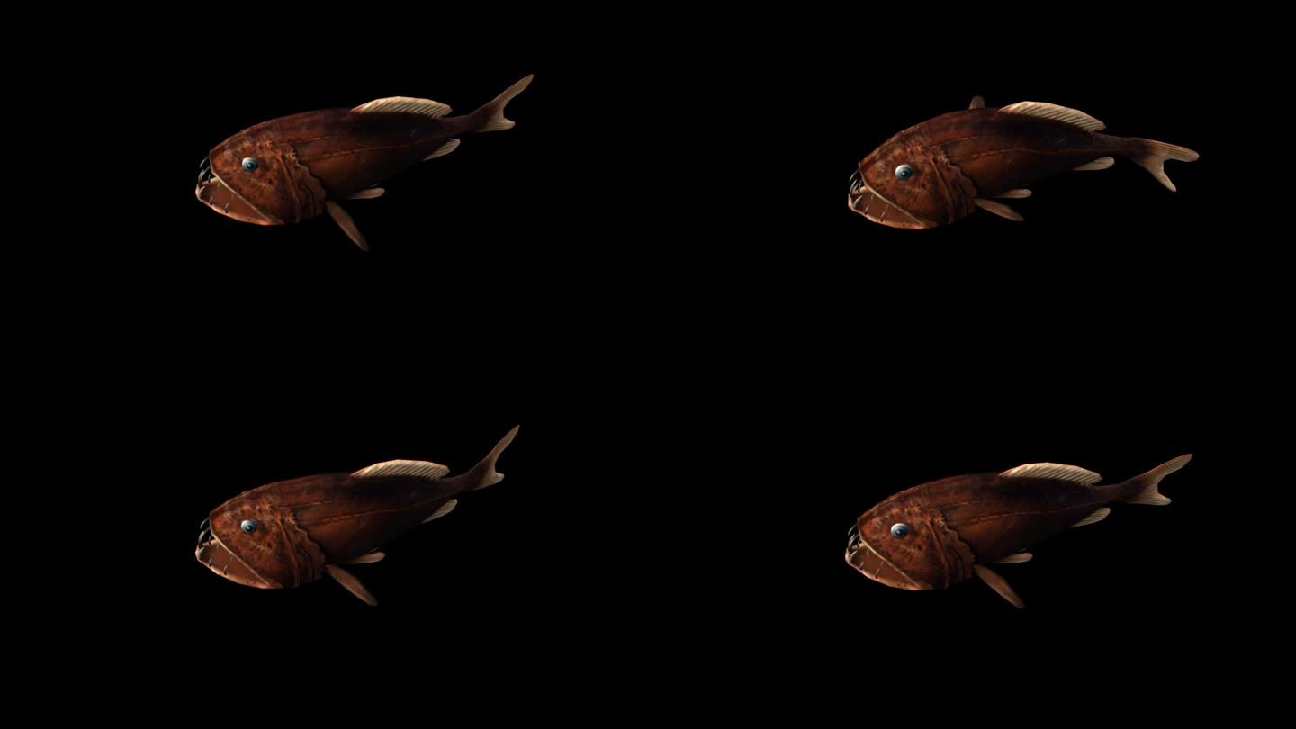 真实鱼深海鱼游泳动作带通道三维动画卡通