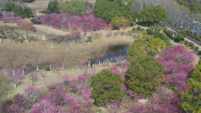 合肥金斗公园梅花开