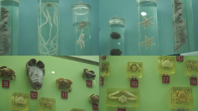 镜头合集深海动物海洋生物水产海(2)
