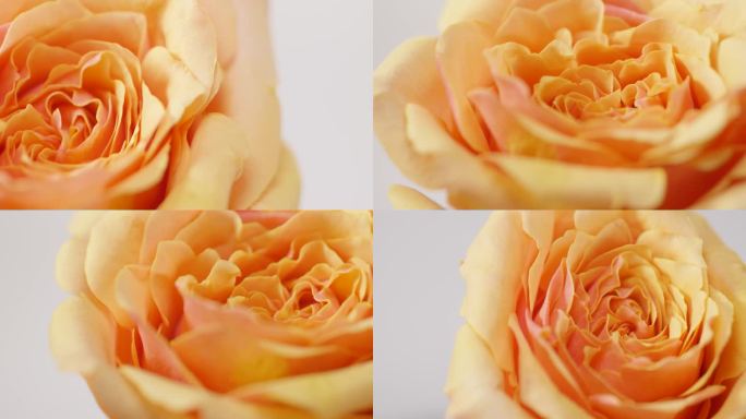 玫瑰精华成分字幕构图展示护肤品化妆品素材