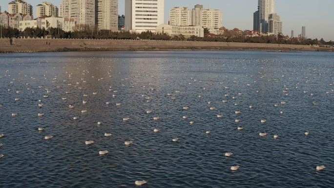 余晖扫光 海鸥飞