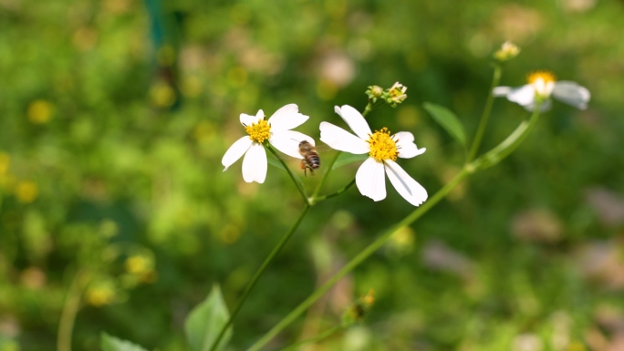 春天小清新唯美蜜蜂采蜜特写花  V01