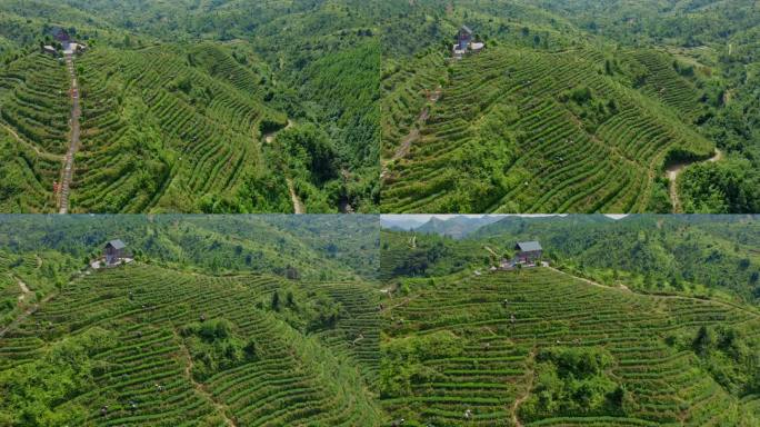 航拍 茶山 森林