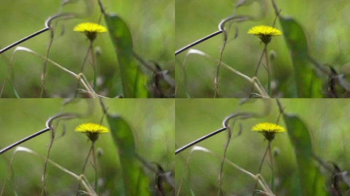 金英 黄华 秋菊 隐逸花