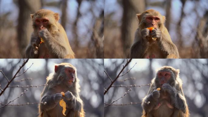 连云港花果山景区猴子在吃橘子4K