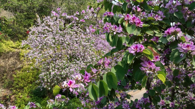 紫荆花