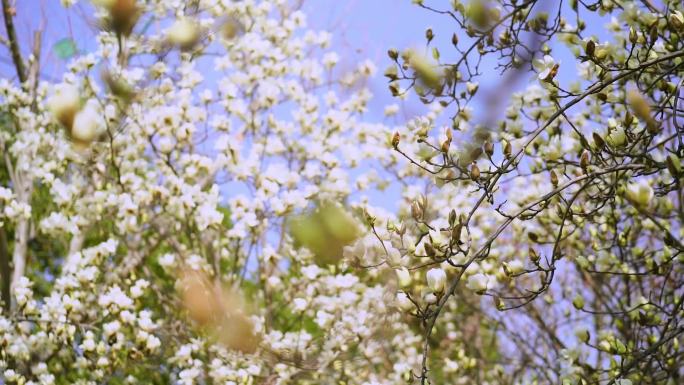 白玉兰  春暖花开 玉兰花开花