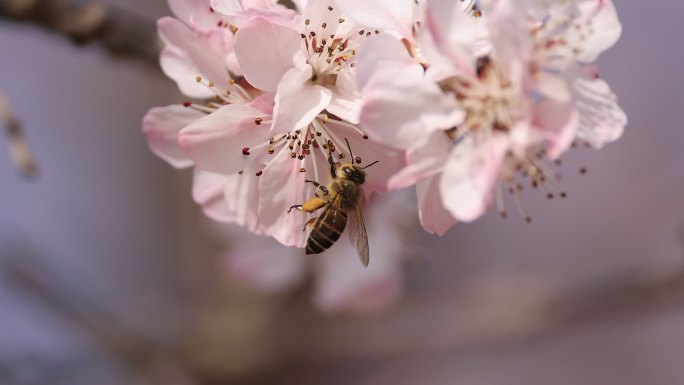 春花芬芳引蜂来