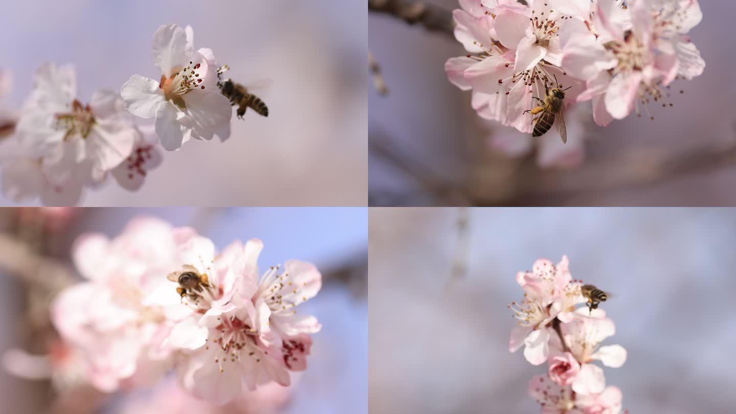 春花芬芳引蜂来