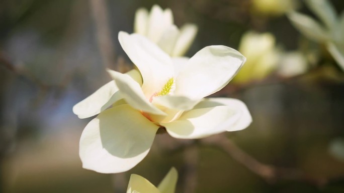 白玉兰  春暖花开 玉兰花开花