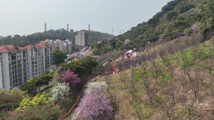 樱花列车